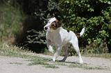 PARSON RUSSEL TERRIER 095